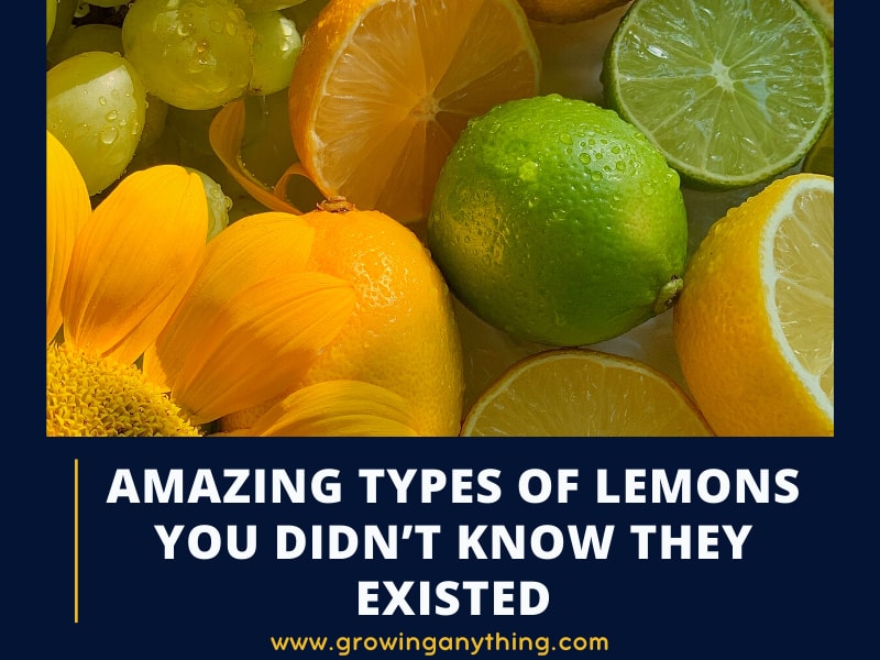 31 Amazing Difference Types of Lemons You Didn't Know They Existed 2024