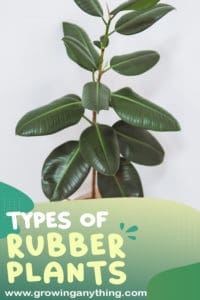 19 Difference Types Of Rubber Plants: Rare And Popular Varieties To Grow