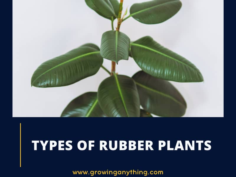 19 Difference Types of Rubber Plants: Rare and Popular Varieties To Grow