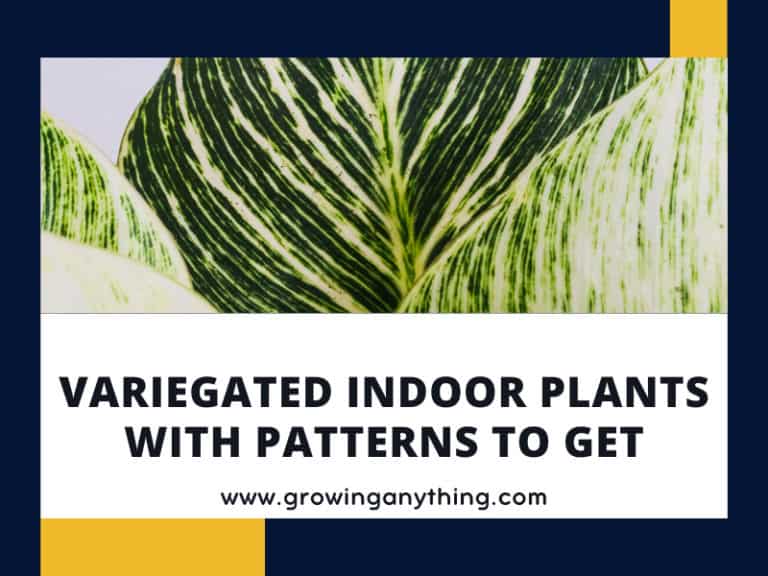 Variegated Indoor Plants