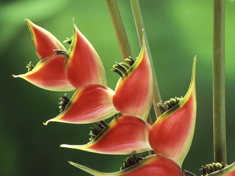 31 Hawaii Flower Names That You Will Never Forget 2024   Your Favorite Hawaiian Flower 768x576 