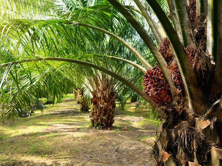 81 Palm Plants Outdoor: The Most Comprehensive List Ever