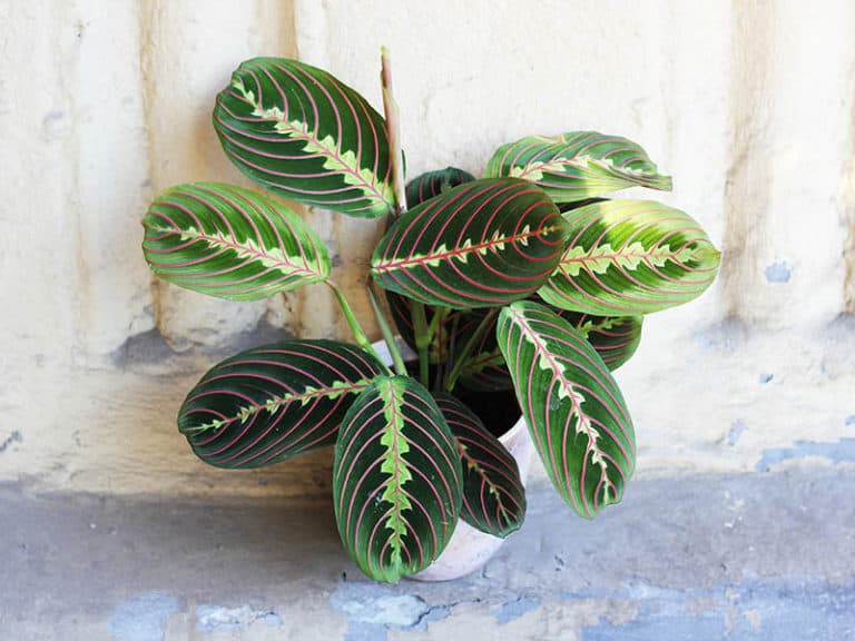 40 Breathtaking Calathea Types With Images & Growing Tips 2024