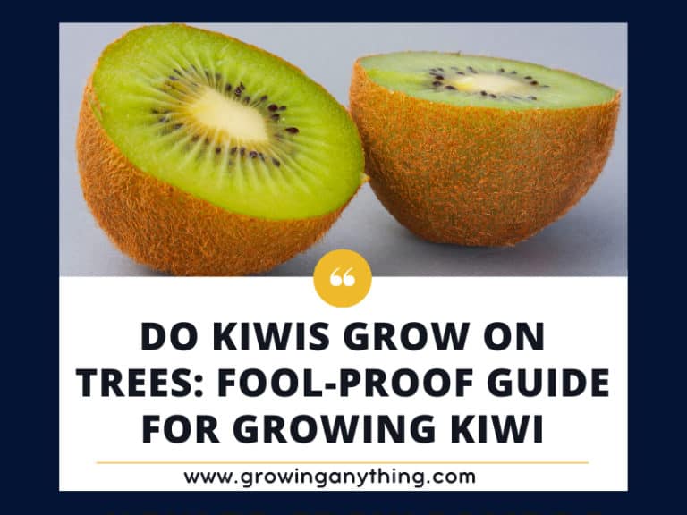 Do Kiwis Grow On Trees