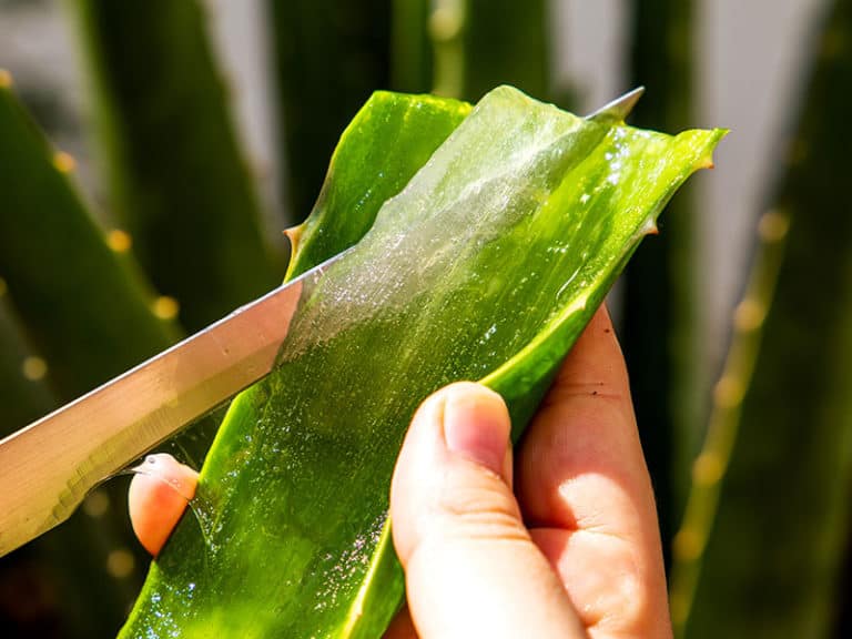 How To Cut Aloe Vera Plants Properly Complete Guide 2024 8093