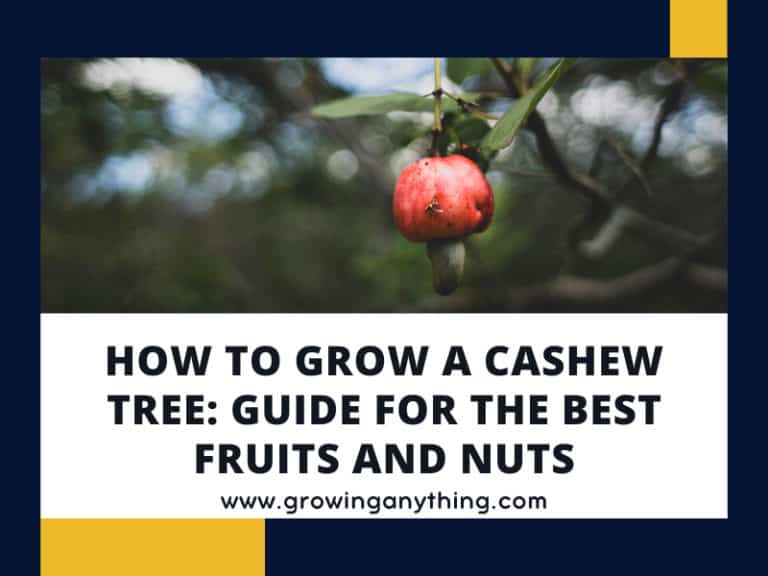 Grow Cashew Tree