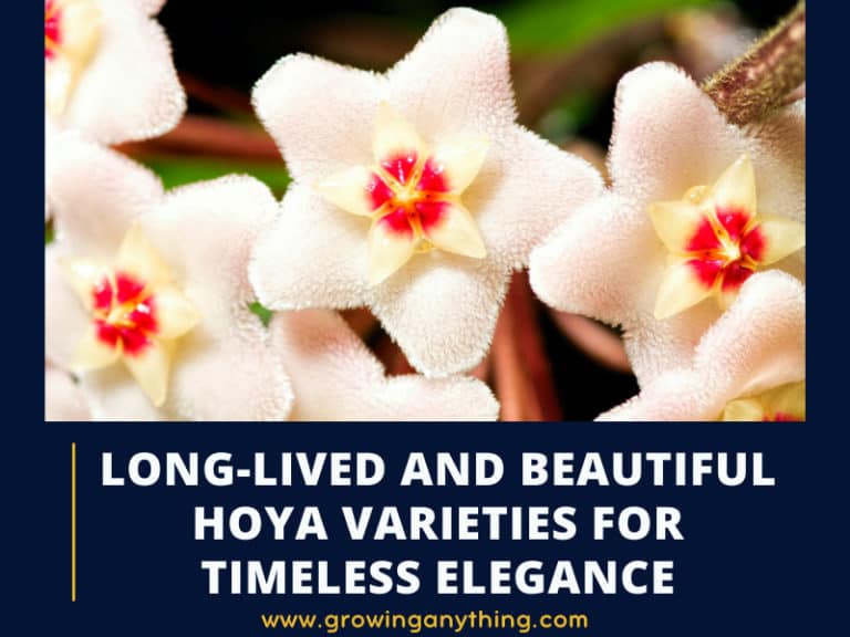 Hoya Varieties