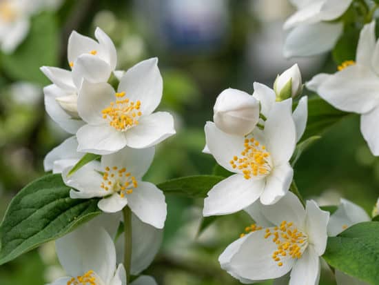 35 Most Fragrant Flowers With Sweet And Unique Aromas