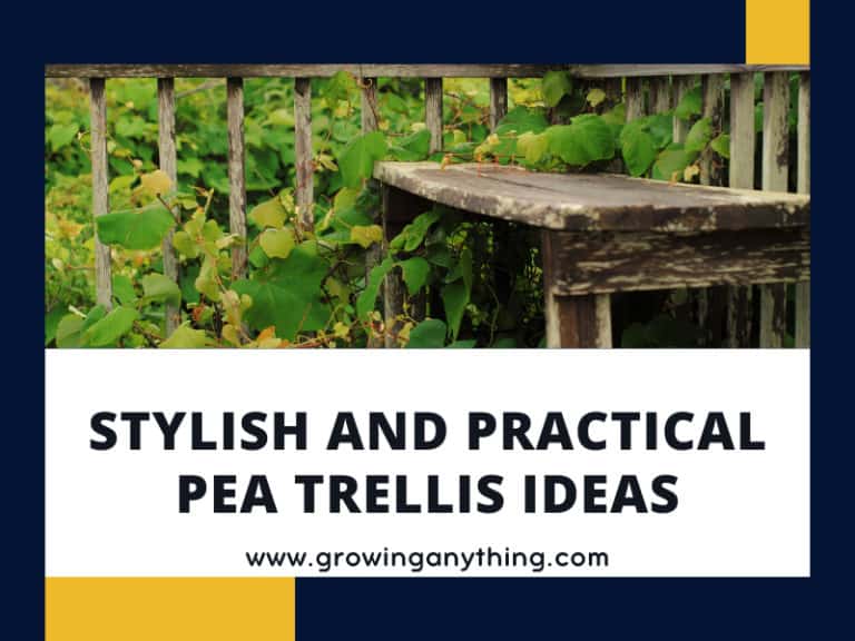 Pea Trellis Ideas