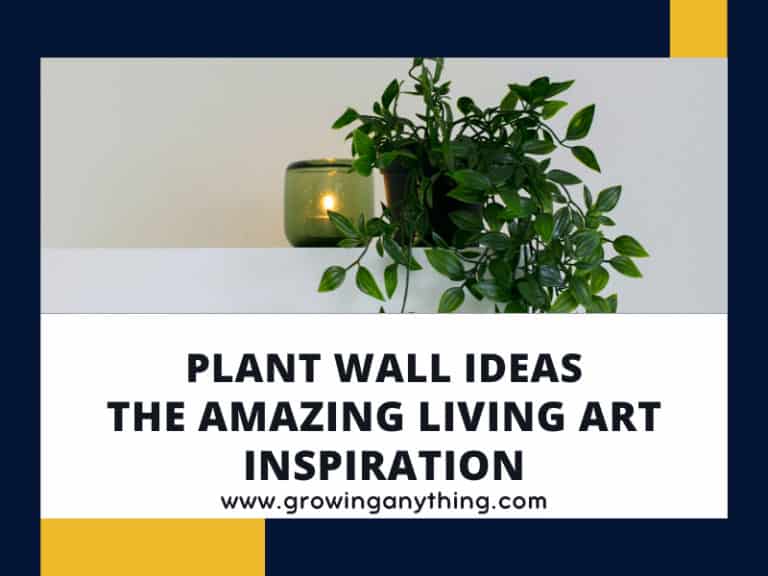 Plant Wall Ideas