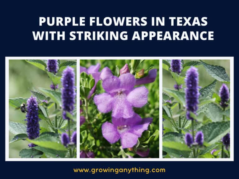 Purple Flowers In Texas