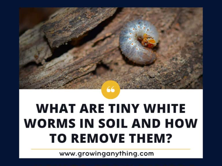 Tiny White Worms In Soil