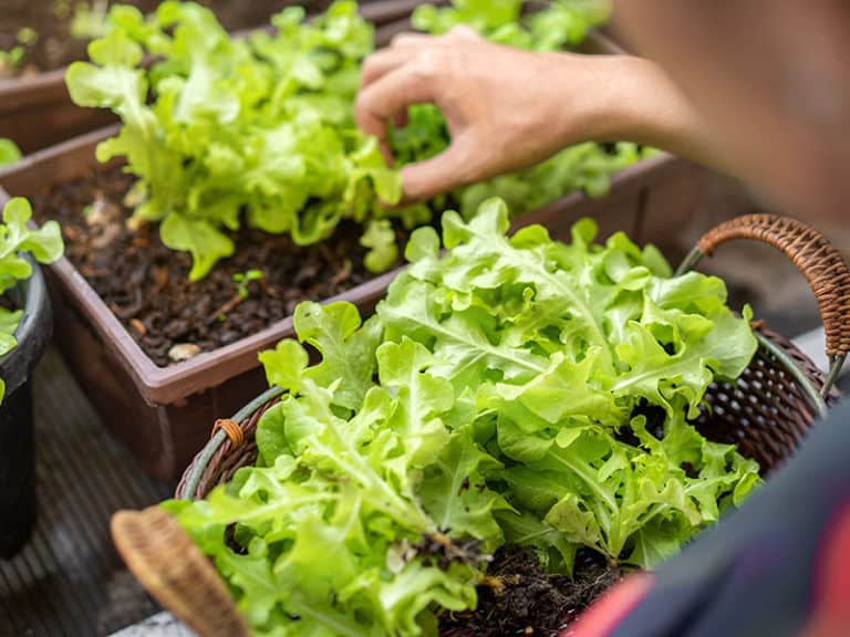 Growing Lettuce In Containers From Planting To Harvesting And Storing