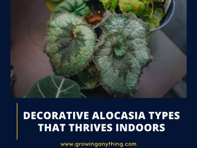 Alocasia Types