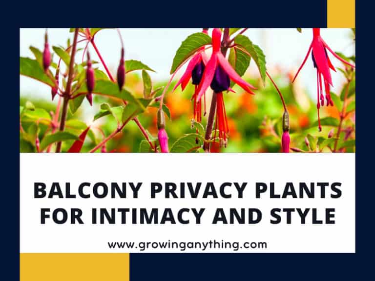 Balcony Privacy Plants