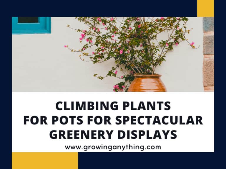 Climbing Plants For Pots