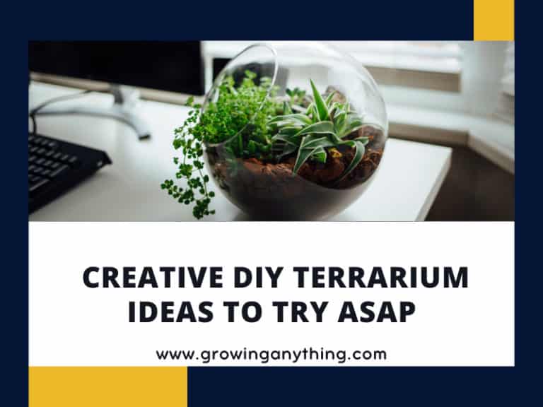 Diy Terrarium Ideas