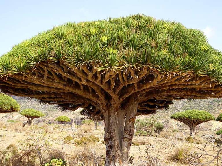 13 Magical Plants You Won't Believe They Exist 2024