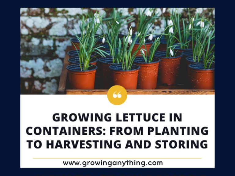 Growing Lettuce In Containers