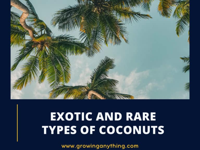 Types Of Coconuts