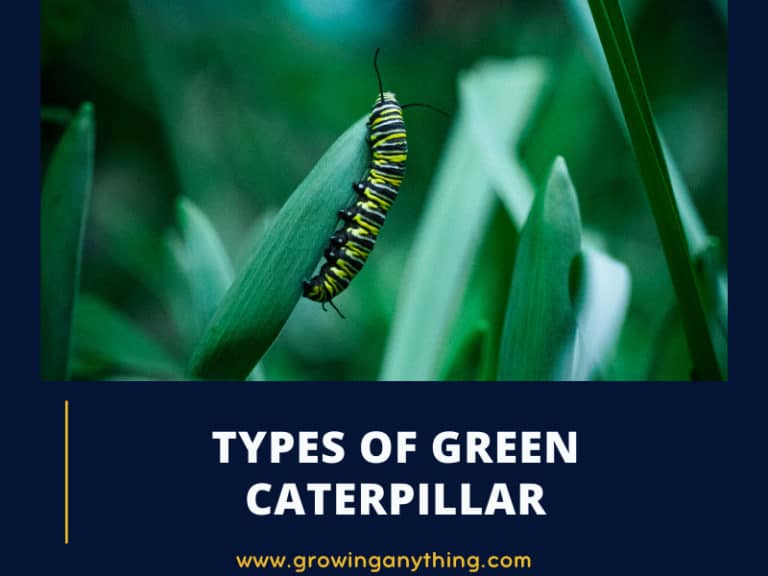 Types Of Green Caterpillar