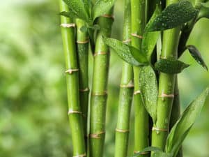 How To Grow Bamboo From Cuttings: Foolproof Guide 2024