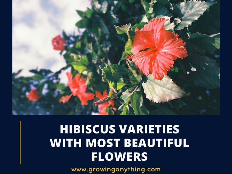 Hibiscus Varieties