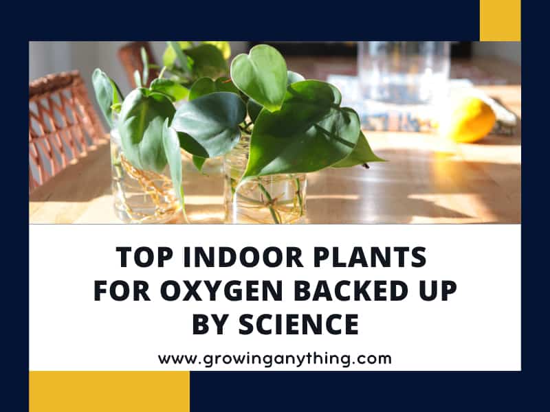 Top 22 Indoor Plants For Oxygen Backed Up By Science 2024