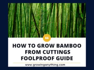 How To Grow Bamboo From Cuttings