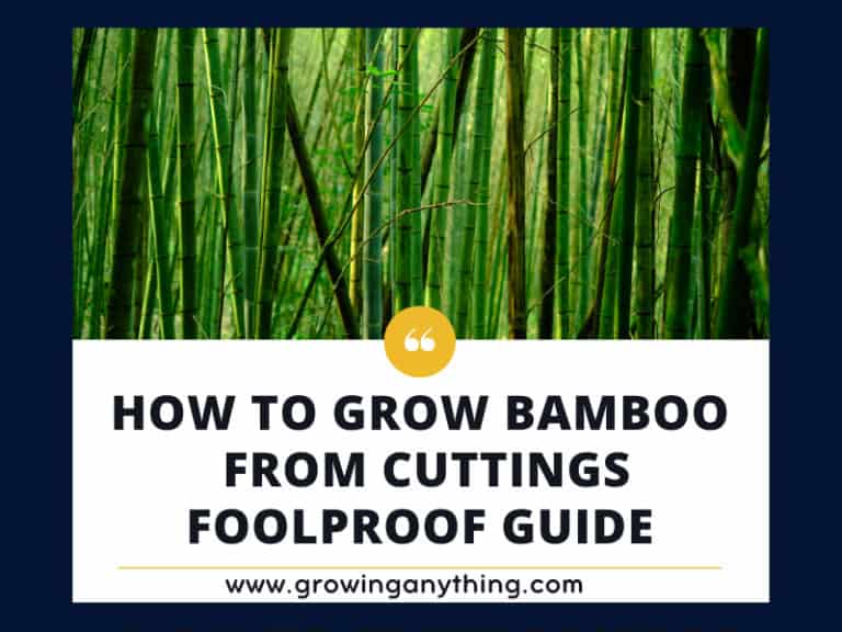 How To Grow Bamboo From Cuttings