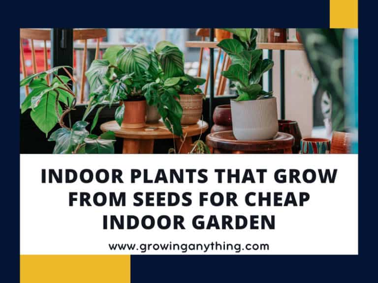 Indoor Plants That Grow From Seeds