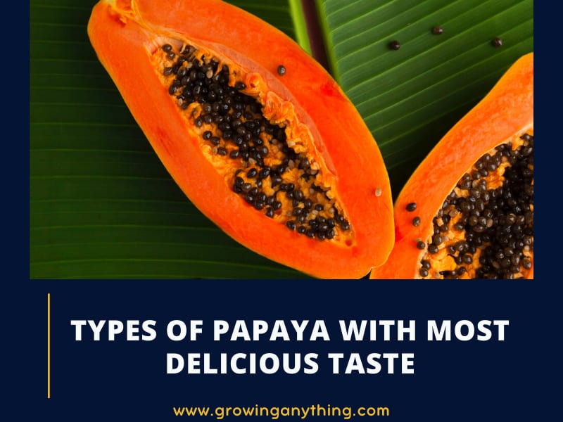 15 Difference Types of Papaya With Most Delicious Taste 2024